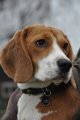 Afb_20160124_Howie (2)